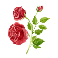 Watercolor red rose. Floral watercolor clipart, vintage style