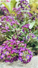 flowers in the garden