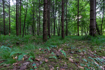 Obraz premium Wald mit Büschen und Gräsern
