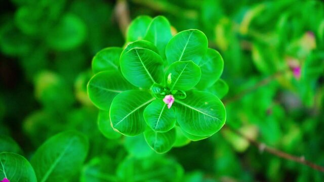 View from the top of green leaf on blurred background.