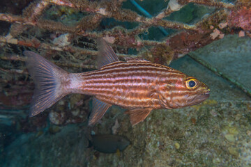 Naklejka premium Fish swim in the Red Sea, colorful fish, Eilat Israel 