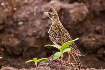 (Alauda arvensis) standing on the ground in an agricultural field