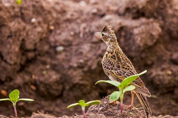 (Alauda arvensis) standing on the ground in an agricultural field