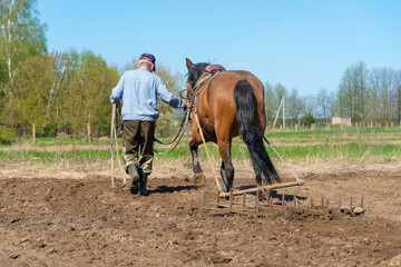 Man farmer with a horse harrowing a field on a sunny day. Concept of spring work in the field