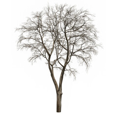 Obraz premium 3D dead trees isolated on white background 