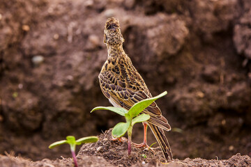 (Alauda arvensis) standing on the ground in an agricultural field