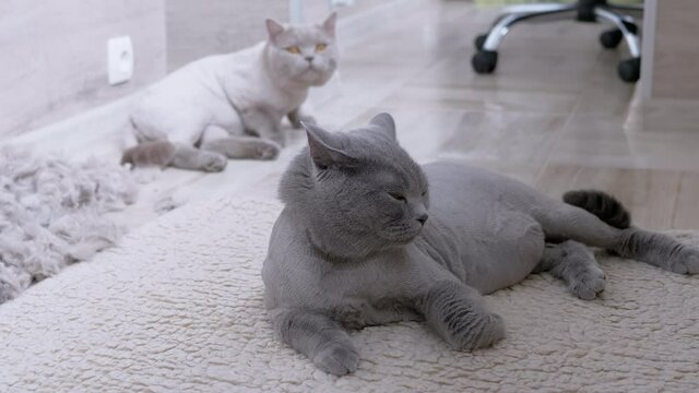 Two Trimmed Domestic British Grey Cats Lie on the Floor with a Pile of Cat Wool. A lot of soft wool lies on the floor after a haircut. Predators with brown Eyes. Grooming pets. 4K. Close up.