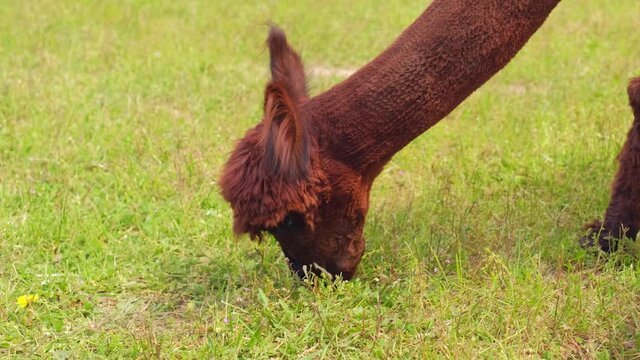 Adorable Brown Alpaca with Sheared Fur Eating Grass on Pasture Meadow