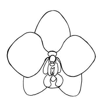 recommend clip art: White orchid on a white background, hand-drawn.Vector buds can be used in postcards,textiles, and coloring pages.