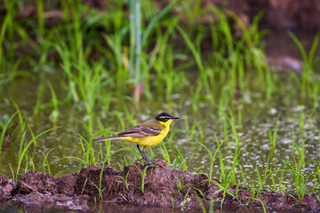 Bird - Yellow Wagtail (Motacilla flava) male, spring time