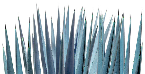 Feuilles épineuses d’agave, fond blanc 