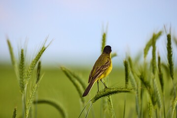 Bird - Yellow Wagtail (Motacilla flava) male, spring time