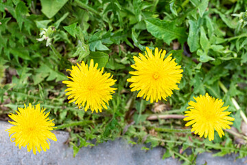 Bright yellow dandelions in green grass. Spring, summer wildflowers. Flowers weeds in the garden