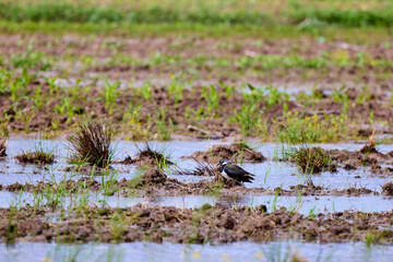Lapwing (Vanellus vanellus) stands on grassy tuft