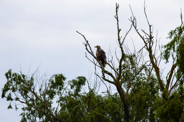 white tailed eagle (haliaeetus albicilla) flying