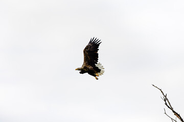 white tailed eagle (haliaeetus albicilla) flying
