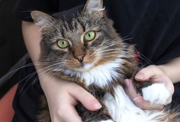 A red cat is lying in the girl's arms. The girl's face is not visible.