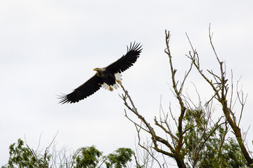 white tailed eagle (haliaeetus albicilla) flying