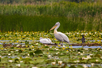 Obraz premium a beautiful pair of pelicans in the Danube Delta, Romania.