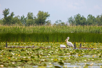 a beautiful pair of pelicans in the Danube Delta, Romania.
