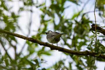 White wagtail (Motacilla alba) bird sits on tree branch.