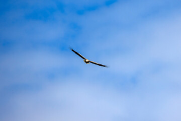 white tailed eagle (haliaeetus albicilla) flying