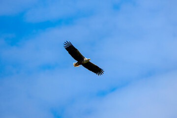 white tailed eagle (haliaeetus albicilla) flying