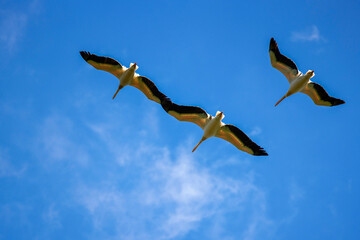 pelicans flying against the blue sky (pelecanus onocrotalus)