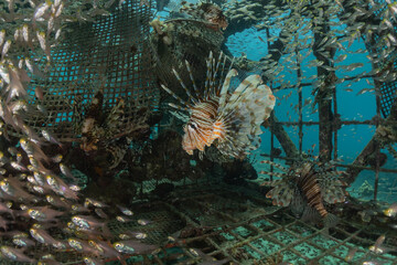Lionfish in the Red Sea colorful fish, Eilat Israel
