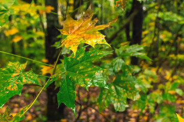 Wet green-yellow maple leaves on a tree in the autumn forest close-up