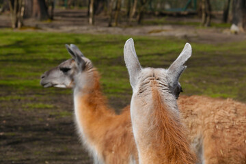 Beautiful adult llama in the animal park.