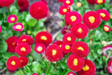 Perennial margarita. pink bellis perennis.  Margarita (Latin Béllis) is a genus of perennial plants from the Astrovye family.. Natural background. Flowers background. Beautiful neutral colors © Anastasiia