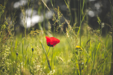 Obraz premium red poppies in the field