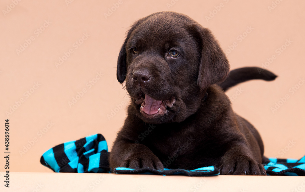 Poster chocolate labrador puppy lies in the studio