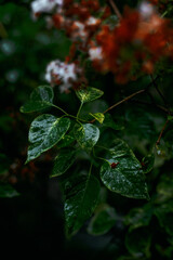 Rainy morning