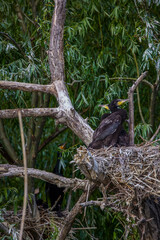 The great black cormorant (Phalacrocorax carbo). Danube Delta Romania.