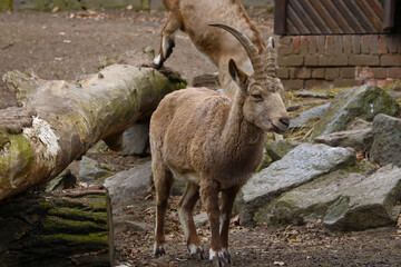 Out of focus. Blurred background. Close-up on a goat in the countryside.