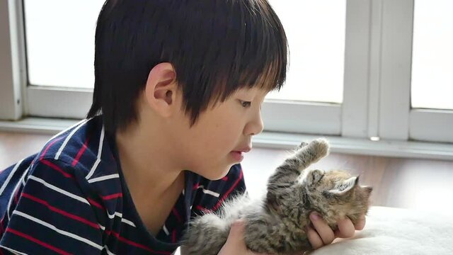 Cute Asian Child Playing With Short Hair Kitten