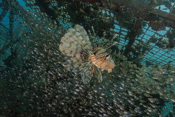 Lionfish in the Red Sea colorful fish, Eilat Israel
