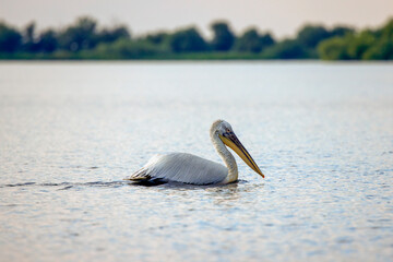 Pelicans in the Danube delta Romania. White pelicans in natural environment in the Danube Delta...