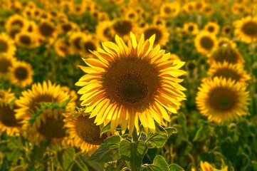 Sunflower close up on field. Endless field of blooming sunflowers Summertime landscape.  Picture of beautiful yellow sunflowers in the evening. selective focus