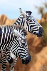 Fototapeta na wymiar grevy's zebra family with out-of-focus background