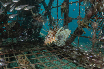 Lionfish in the Red Sea colorful fish, Eilat Israel
