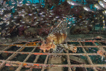 Lionfish in the Red Sea colorful fish, Eilat Israel
