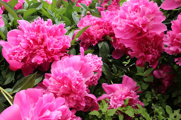 Peony The Fawn. Pink peony flowers. Paeonia lactiflora.