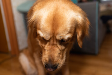 Golden retriever dog sleeping and sitting on the floor at home.golden labrador portrait.Closeup.