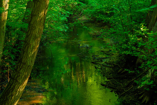 Small river in the forest in germany in the summer © Venenum