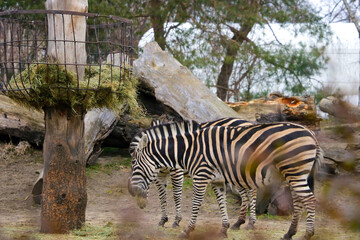 Fototapeta na wymiar Zebras eat grass in the animal park.