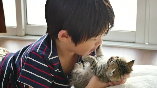 Cute Asian Child Playing With Short Hair Kitten