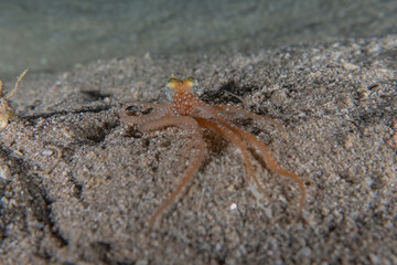 Octopus king of camouflage in the Red Sea, Eilat Israel 

